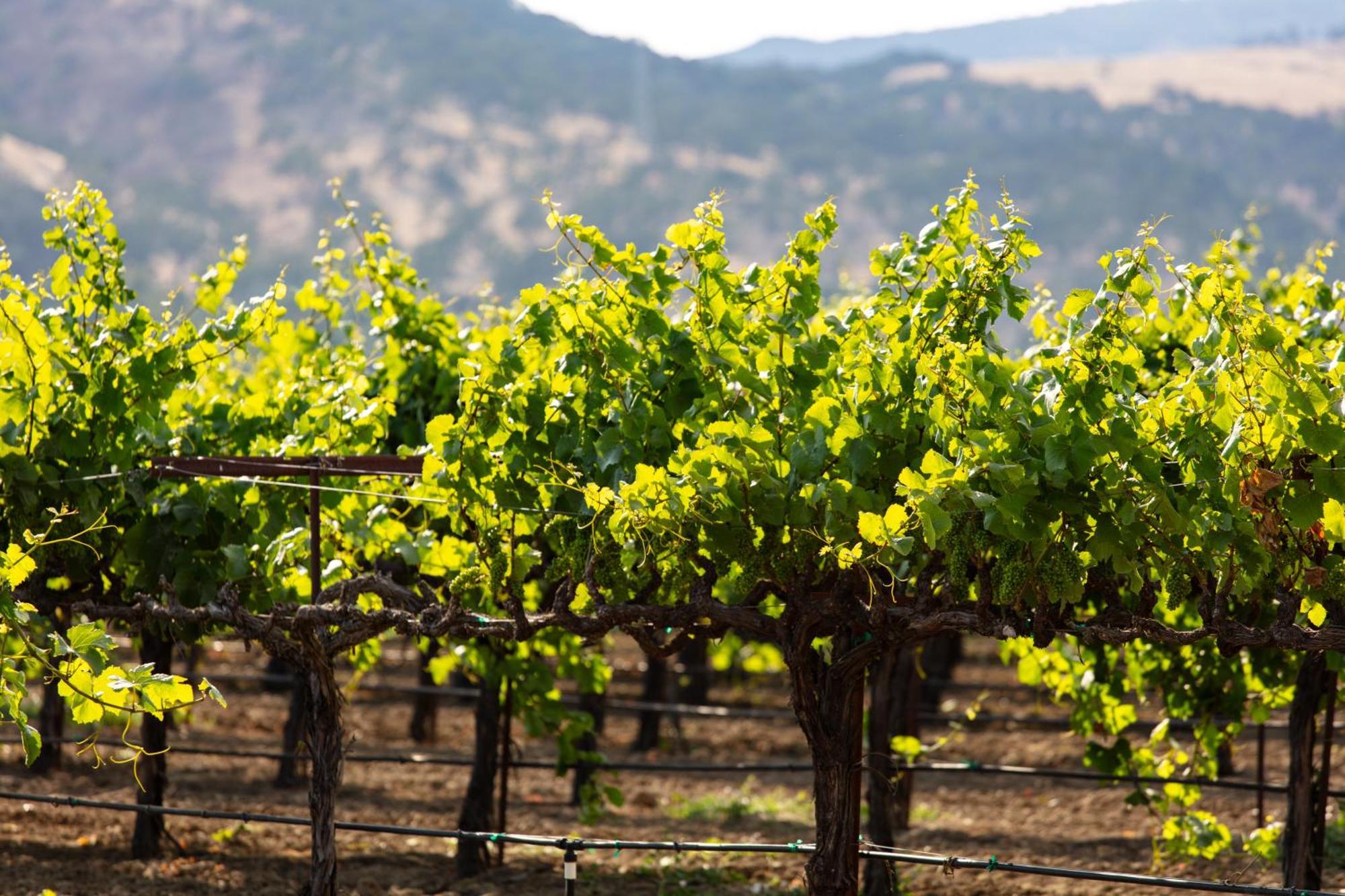 Homewood Suites By Hilton Fairfield-Napa Valley Area Cordelia Zewnętrze zdjęcie