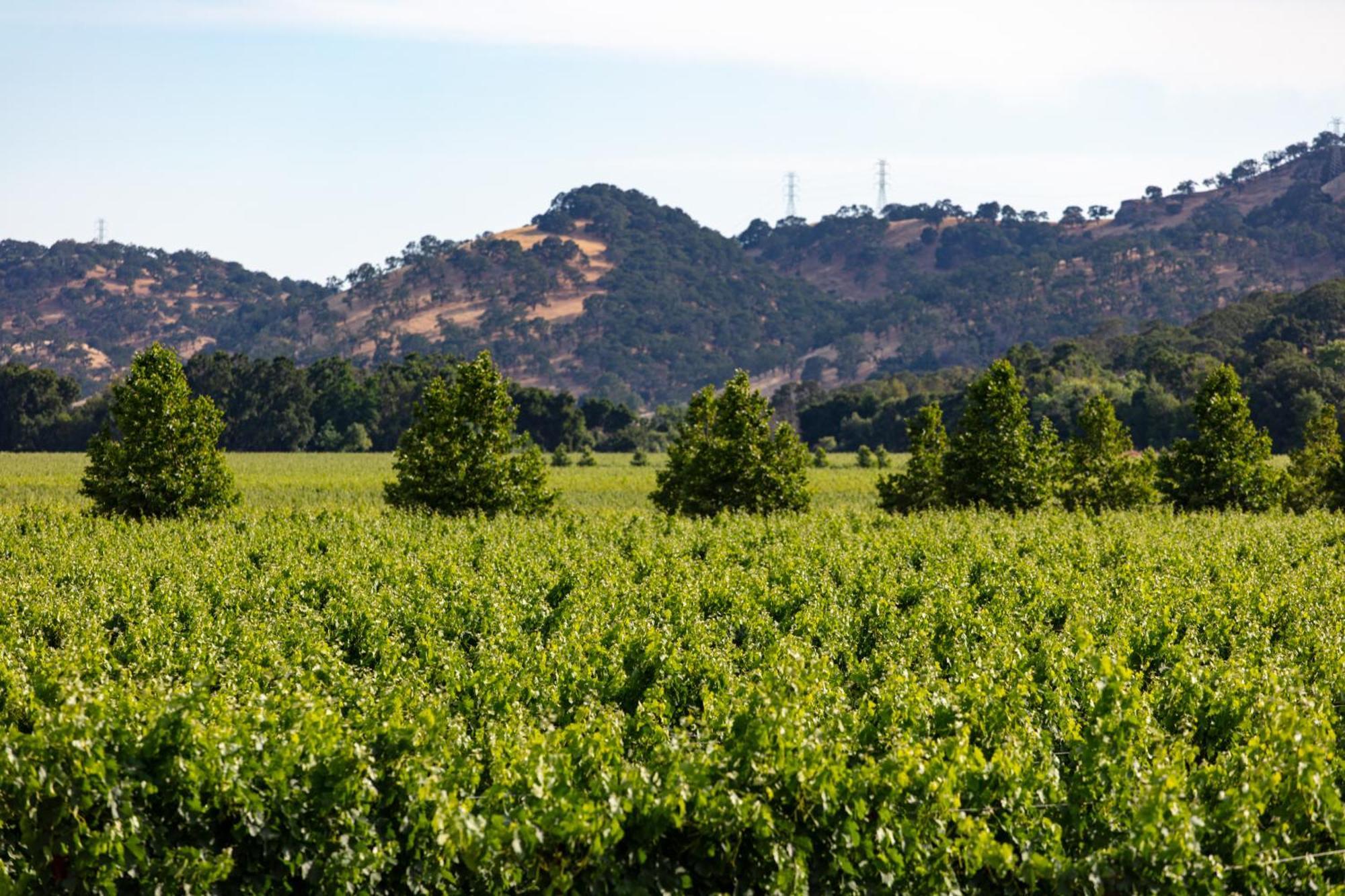 Homewood Suites By Hilton Fairfield-Napa Valley Area Cordelia Zewnętrze zdjęcie